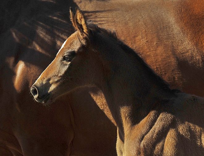 Koń Holsztyński © American Holsteiner Horse Association