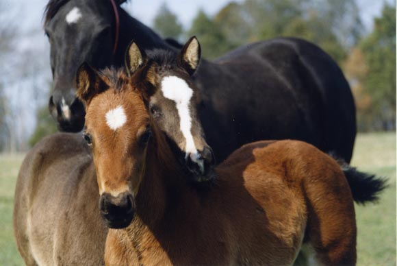 QUARTER HORSE © American Quarter Horse Association