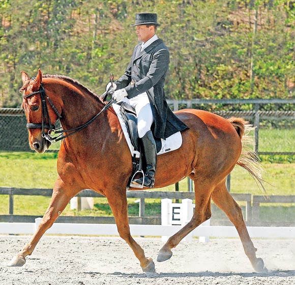 QUARTER HORSE © American Quarter Horse Association