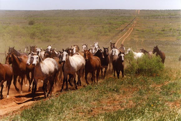 QUARTER HORSE © American Quarter Horse Association