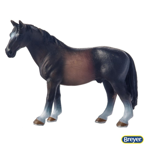 12707 Konik Oldenburg