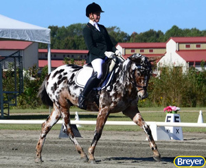 1816 Breyer Traditional Buckeye Dressage Mule Horse
