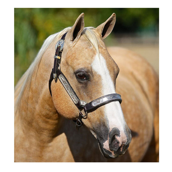 1872 Enoby Shines & Foal